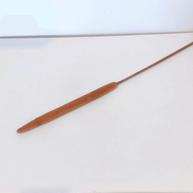 Typha sec – Tige naturelle au style graphique pour décoration florale ou bouquet sec