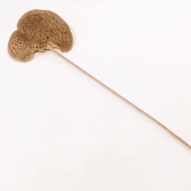 Champignon sec – Élément végétal original pour compositions florales naturelles et décoratives