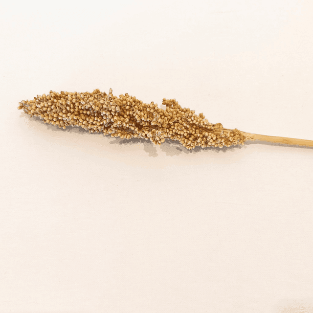 Sorgho sec – Grande tige naturelle pour bouquets secs et compositions florales structurées